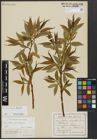 Foto von Salix alba L. x Salix fragilis L.